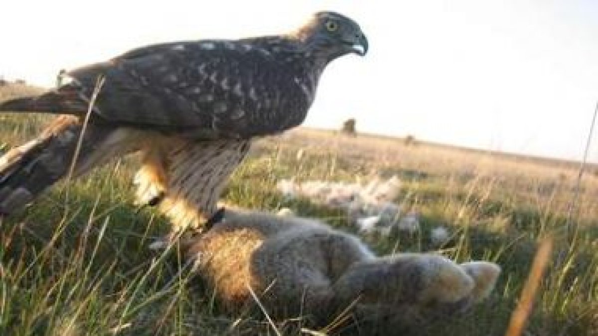 Un halcón peregrino retiene a su presa, un conejo, durante un ejercicio de cetrería.