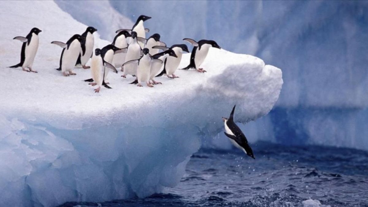 Un grupo de pingüinos, en aguas de la Antártida.
