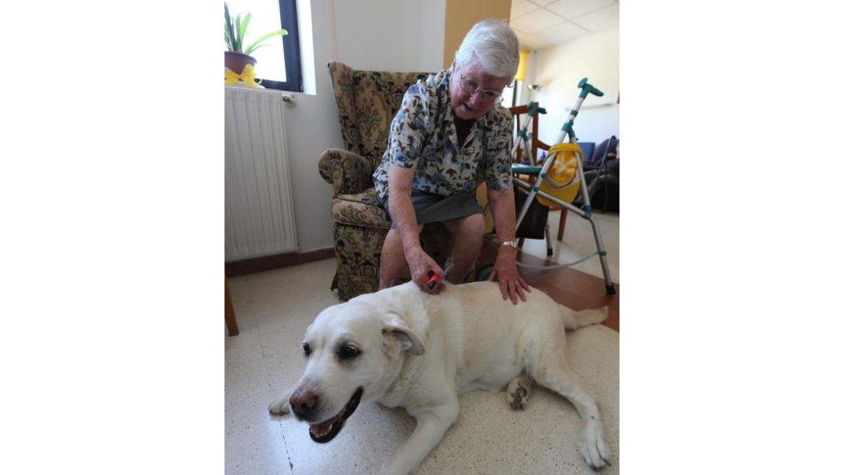 Plácida García, de 91 años, cepilla el lomo de Cuca, la perra labrador jubilada de la Once.