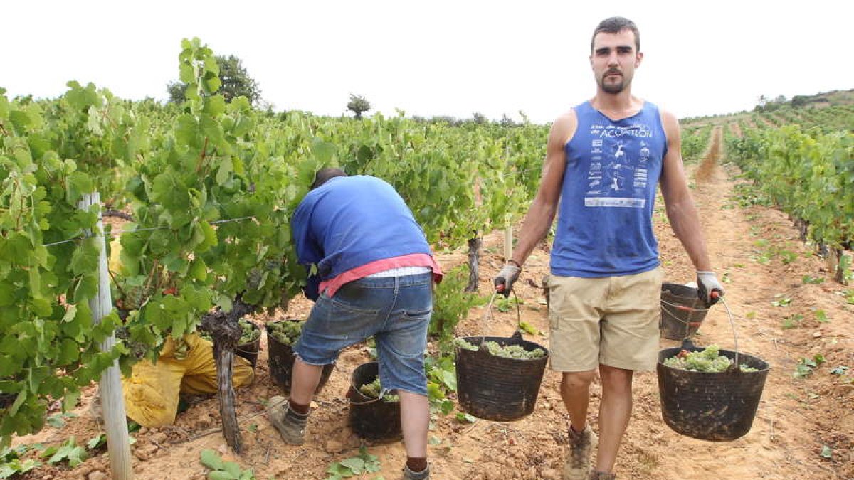 Vendimiadores en el Bierzo en tiempo de recolección.