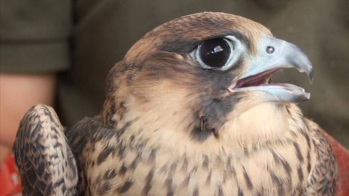 Halcón peregrino a punto de ser liberado dentro del programa de reintroducción de la especie en Madrid. Con posterioridad, el mismo ejemplar fue tiroteado y acabó muriendo.