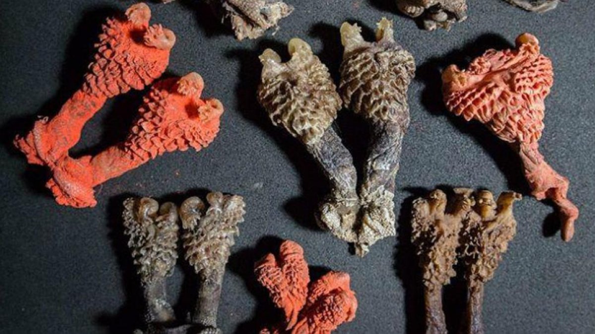Raíces de plantas tántricas Hatha Jodi