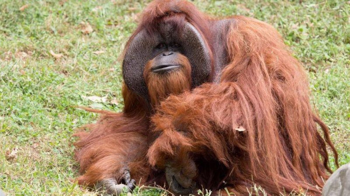 El orangután Chantek, uno de los primeros en aprender el lenguaje de signos, en el zoo de Atlanta.
