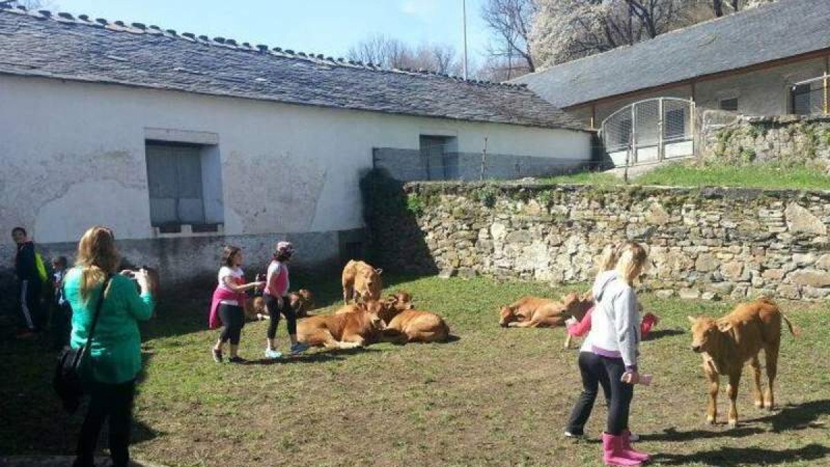 Los escolares aprenden muchas cosas del ganado.