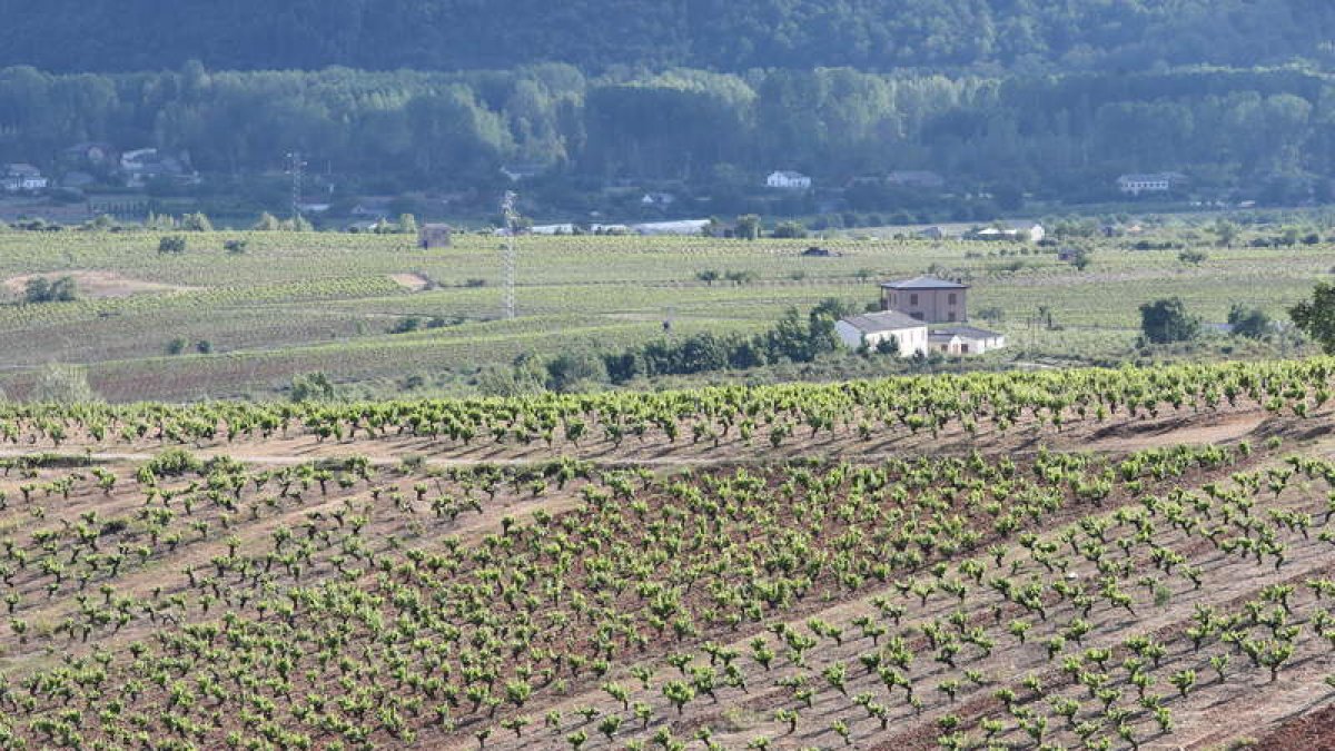 Viñedos adscritos a la Denominación de Origen Bierzo. L. DE LA MATA