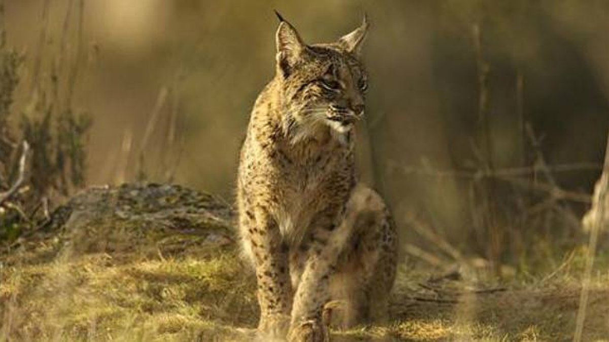 Lince ibérico.