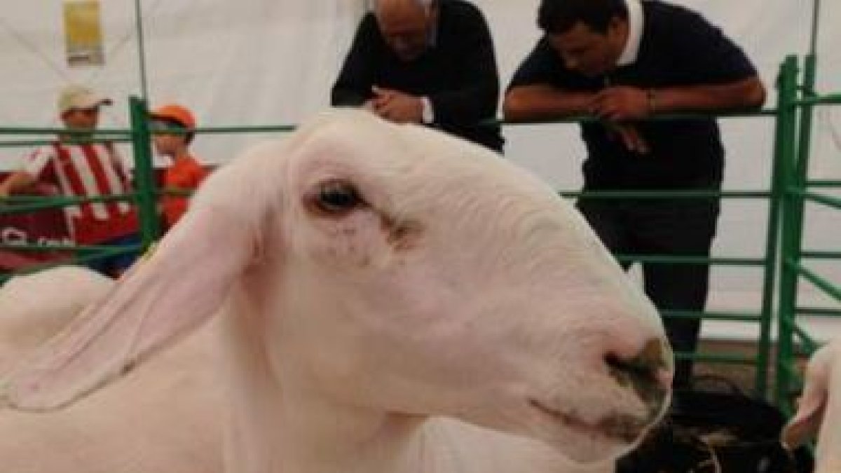 Un ejemplar de Assaf, de importancia vital para la producción quesera de la provincia.