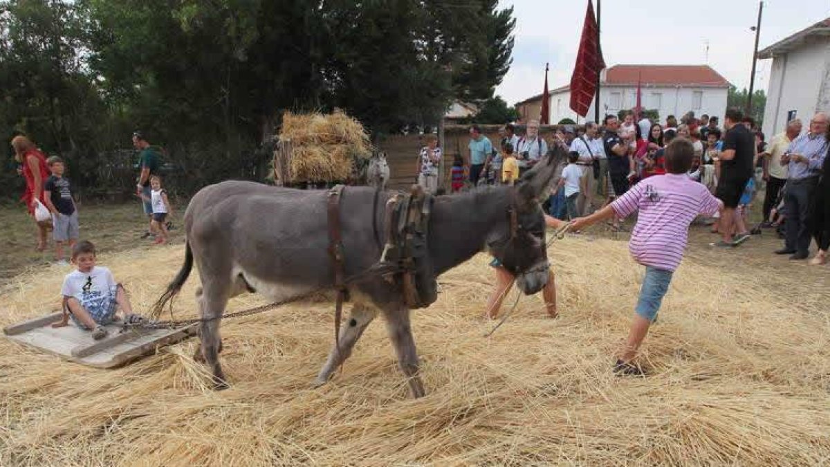 Varios niños disfrutan de la trilla tradicional durante la celebración de la muestra.