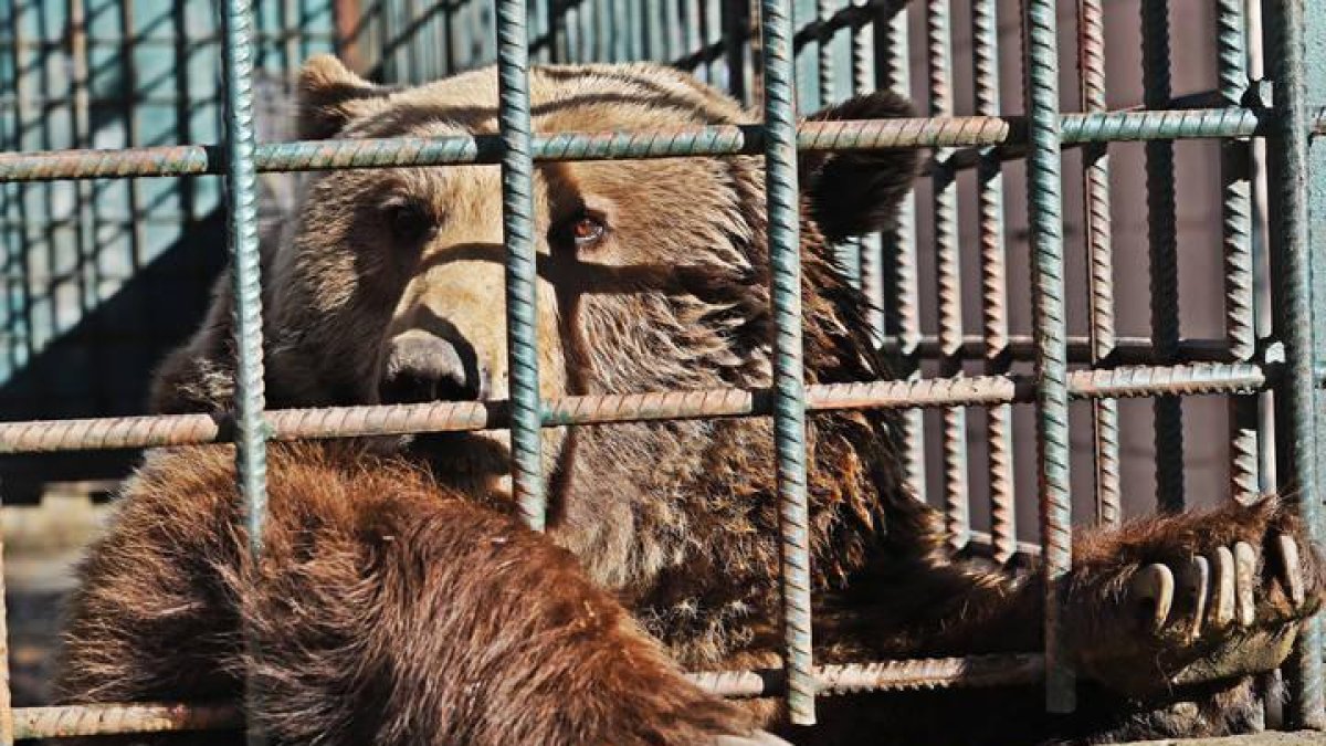 Luna en la jaula del Coto Escolar