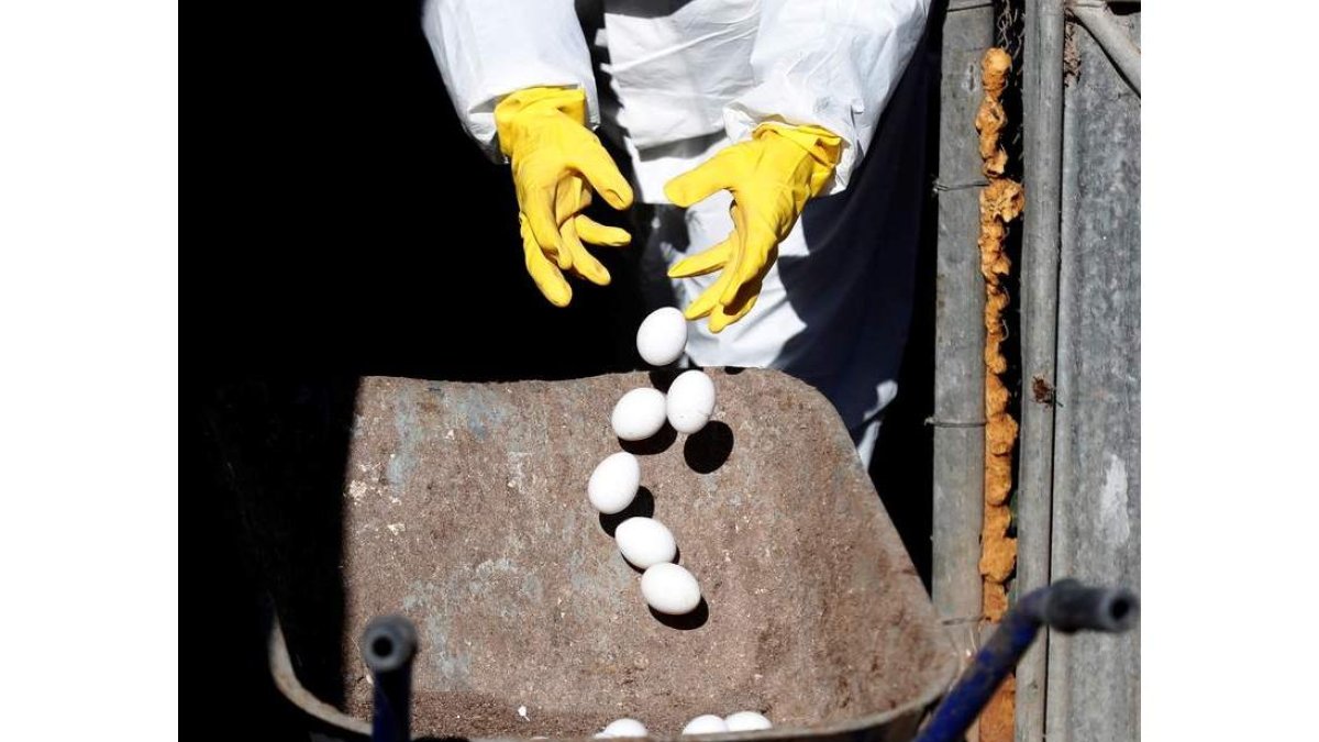 Recogida de huevos en un foco de gripe aviar. efe