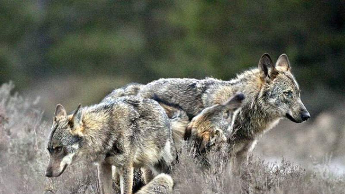En los últimos años las poblaciones de lobos han crecido en los montes de la provincia.