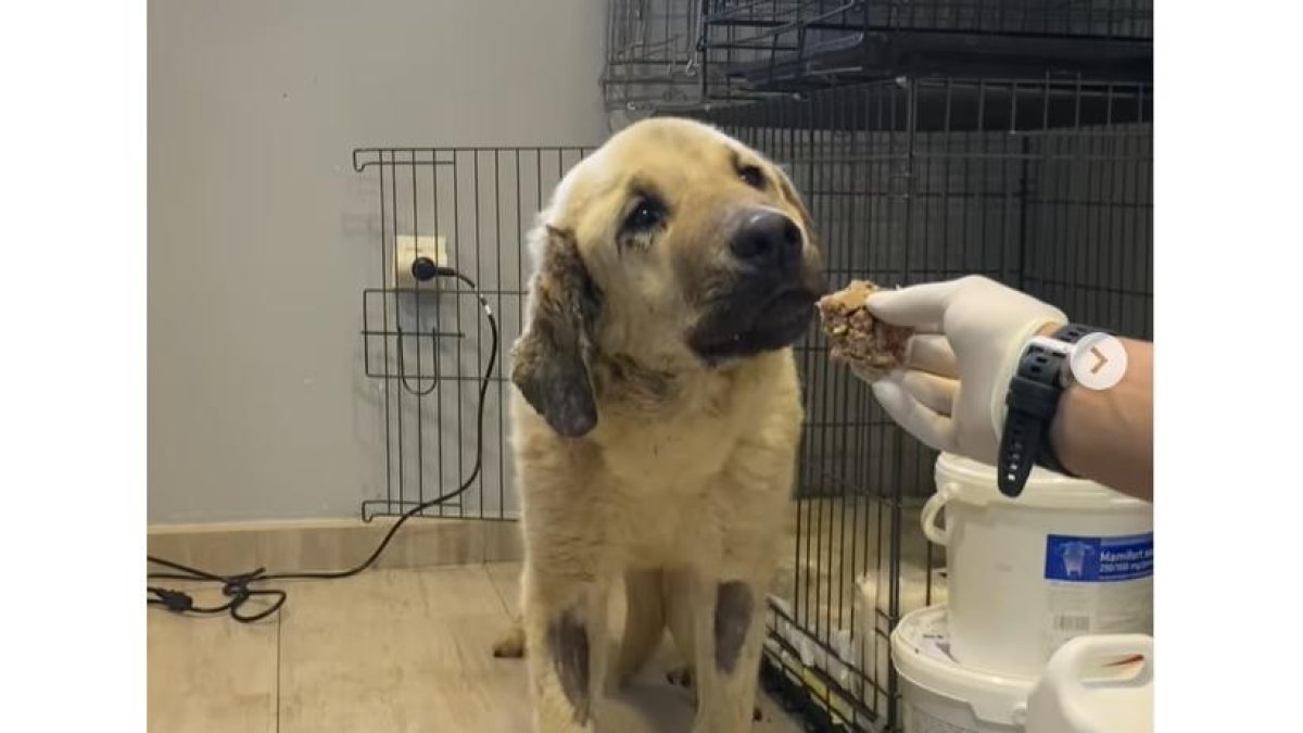 Milagro, la perra enterrada viva en Villablino. Clínica Animalejos