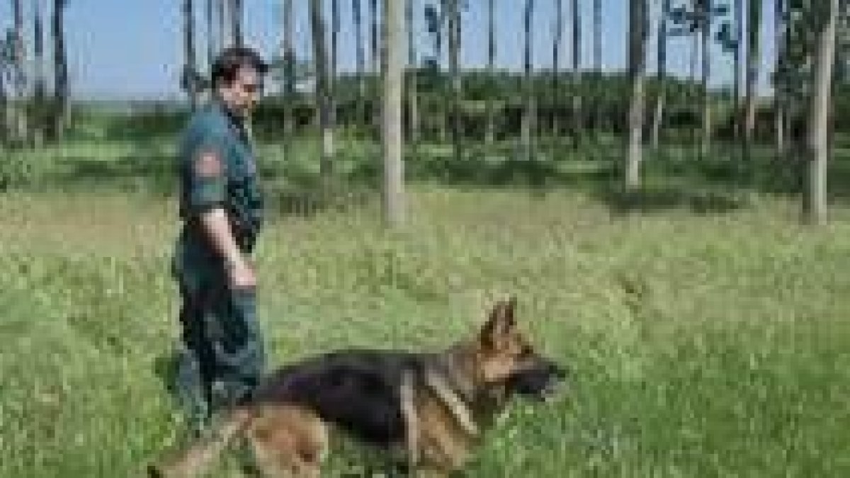 Un agente del Servicio Cinológico y su perro, durante la búsqueda