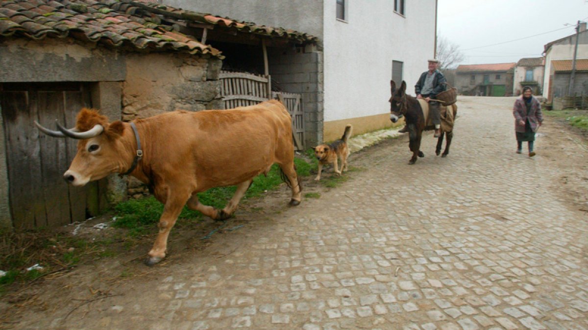 La organización destaca la importancia de preservar razas como la Mantequera Leonesa. NORBERTO