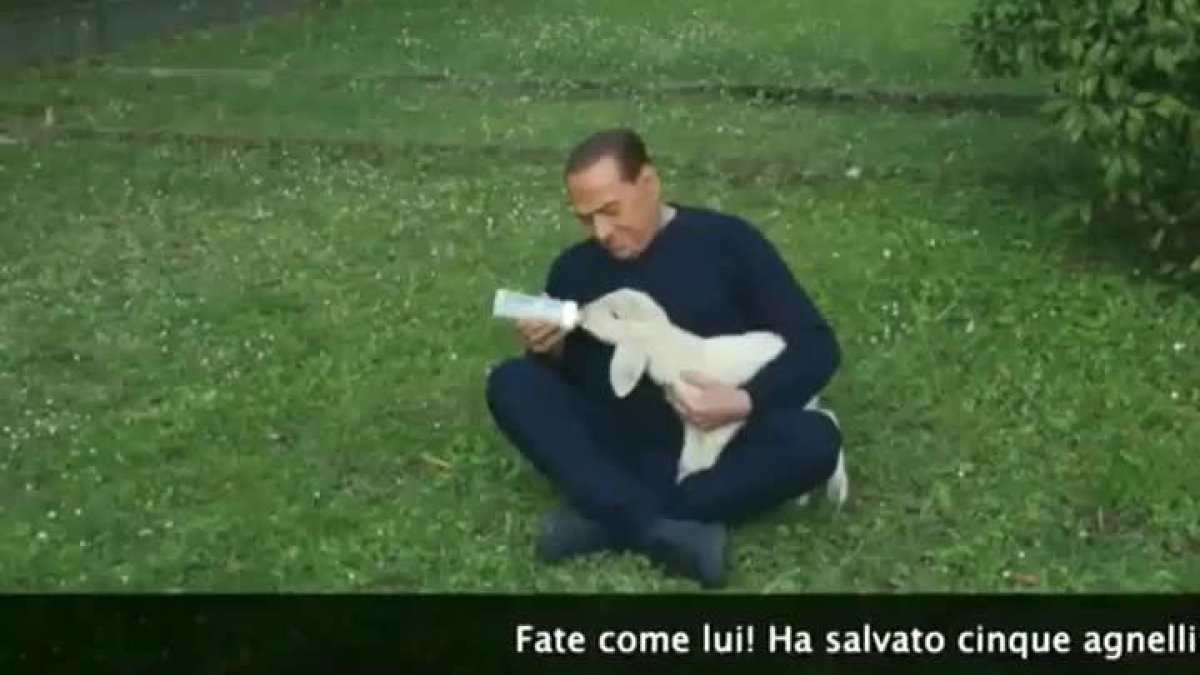 Silvio Berlusconi aparece en un vídeo cuidando y amamantando a cinco corderos que ha adoptado.