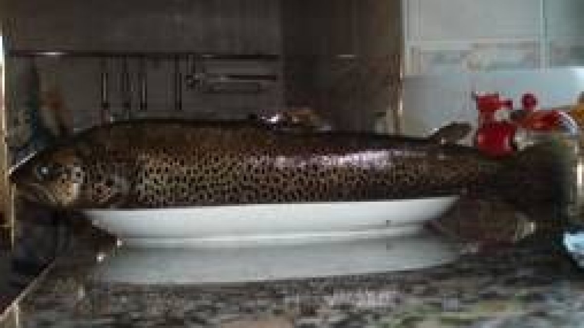 El ejemplar de trucha pescado en las cuevas de Lugán pesó 3.500 gramos
