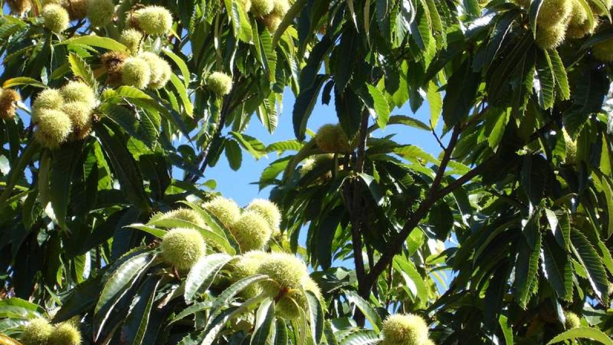 Erizos de un castaño en el Bierzo, en una fotografía de archivo. DL
