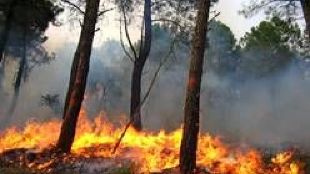 El fuego ha quemado esta semana cuatrocientas hectáreas de pinar en Quintana del Castillo