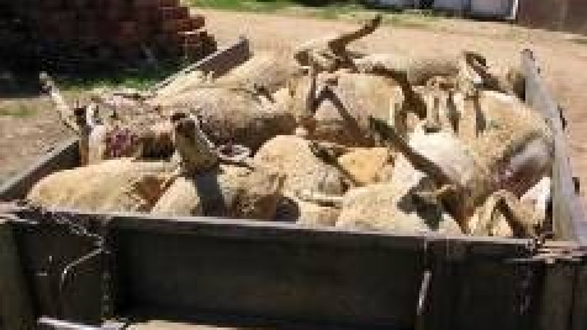 Las ovejas fueron trasladadas en un remolque desde el lugar del ataque hasta la explotación