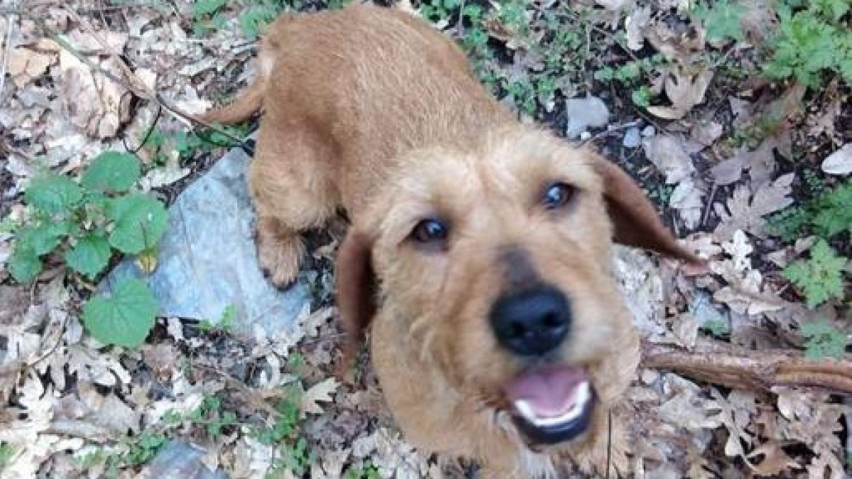 la perrita canela
