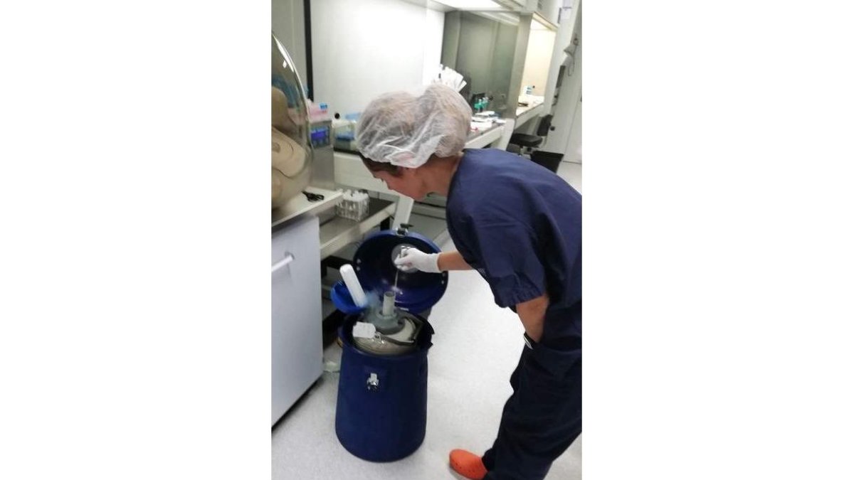 Semen congelado utilizado en la investigación. EFE