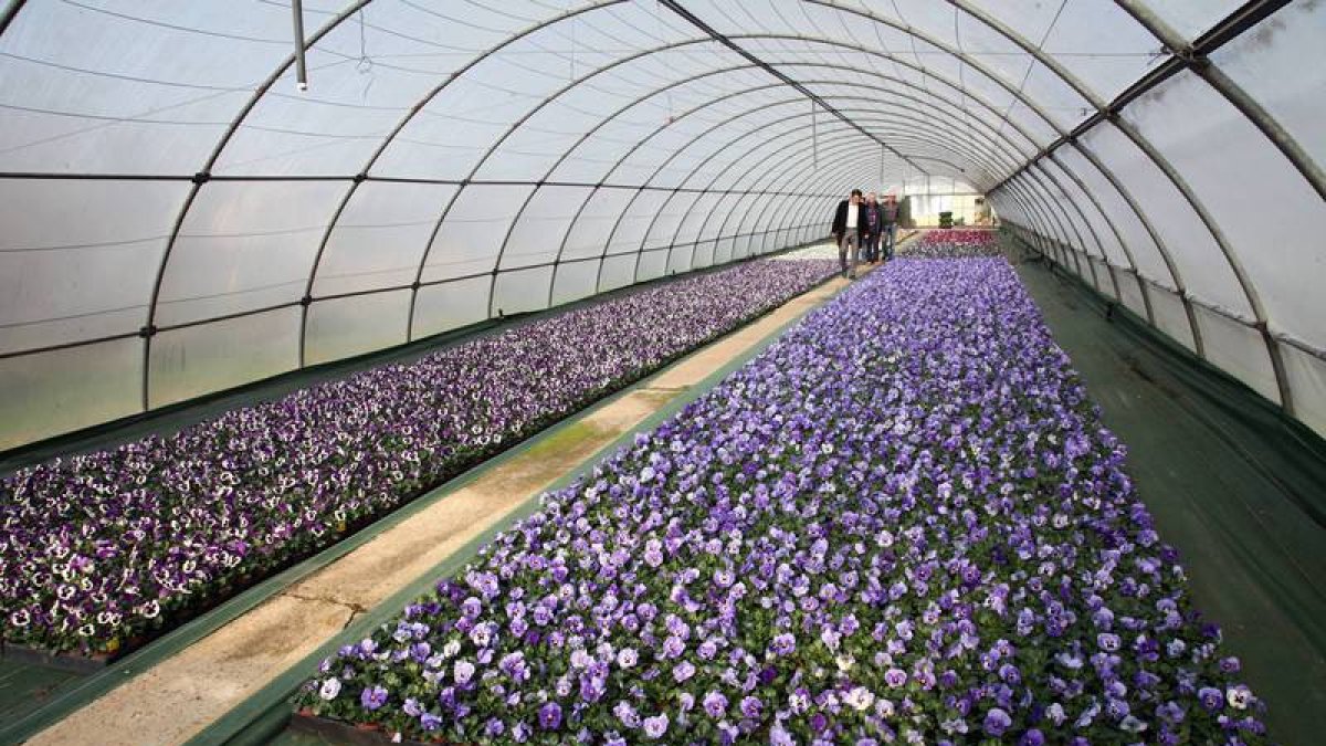 Las flores, preparadas en el vivero municipal