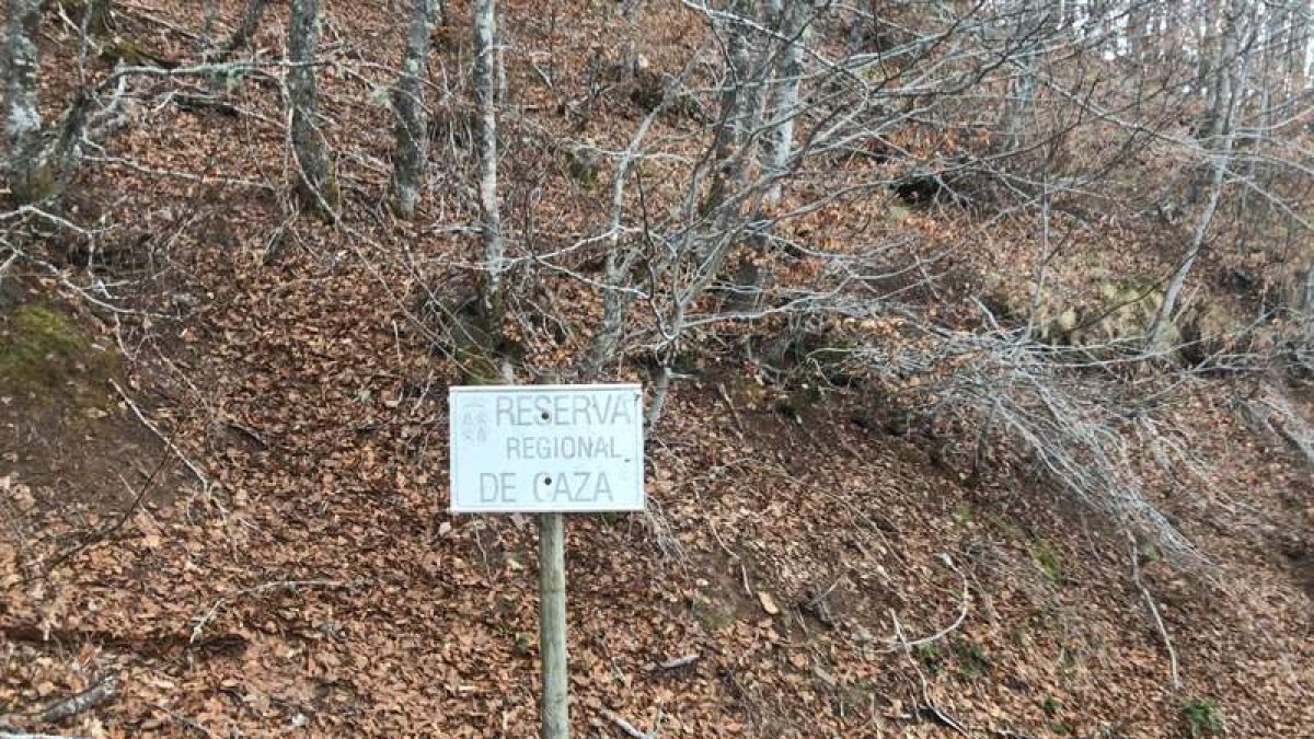 Las zonas de caza se encuentran dentro del parque regional de Picos de Europa. CAMPOS