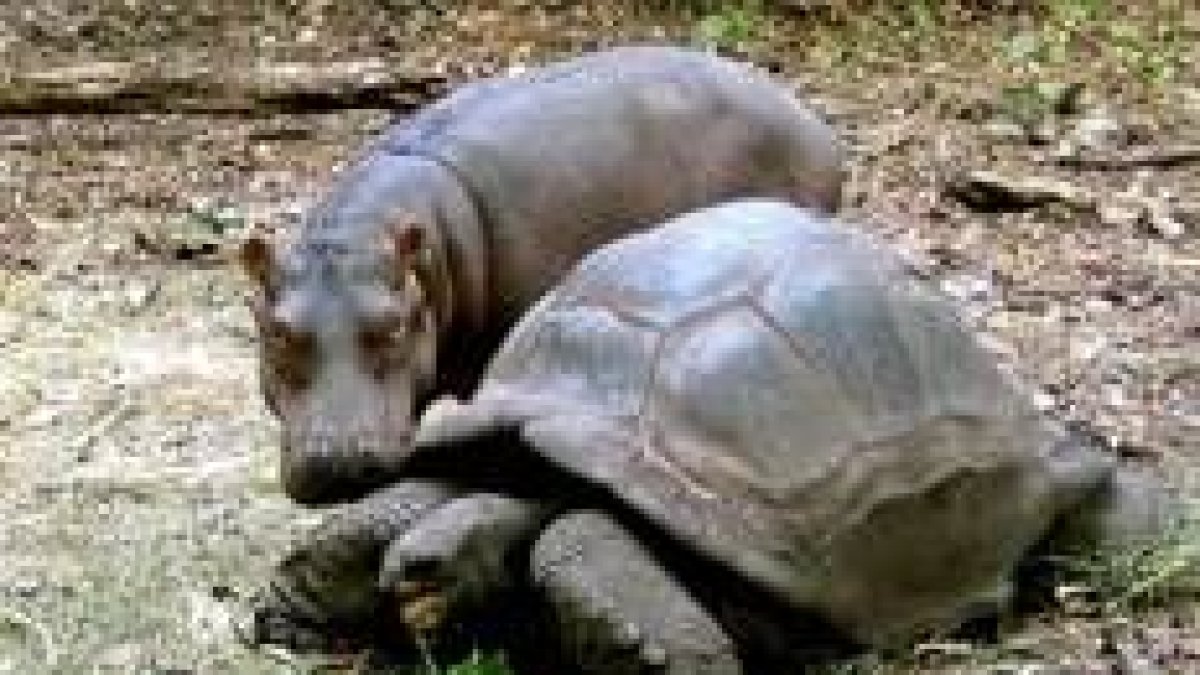 Un hipopótamo de un año observa a una tortuga gigante de la raza Aldabran