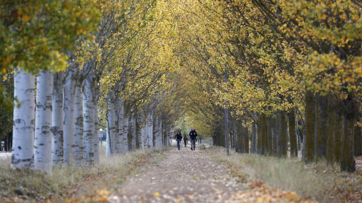 Los peregrinos, llegados desde diferentes rutas, confluyen en Sahagún para continuar su Camino hasta Santiago de Compostela. ARCHIVO