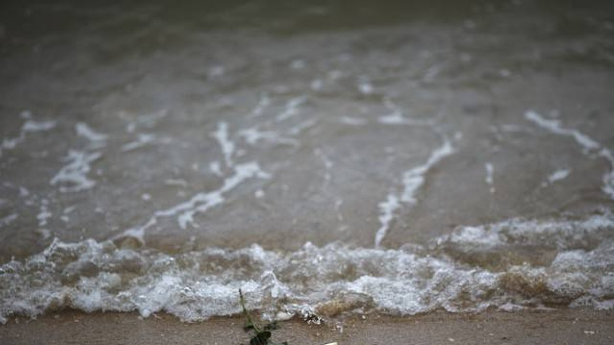 Una rosa es depositada en una playa tailandesa en homenaje a los niños muertos por el tsunami.