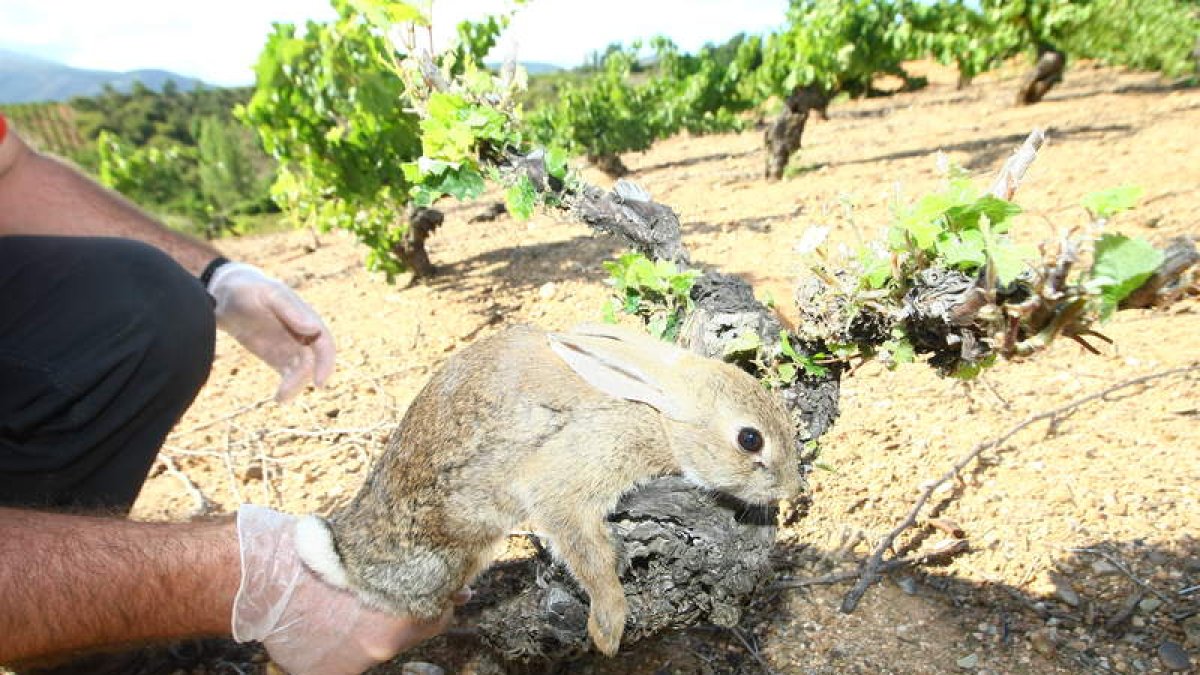 Uno de los conejos que ya el año pasado pusieron en riesgo los viñedos de la comarca.