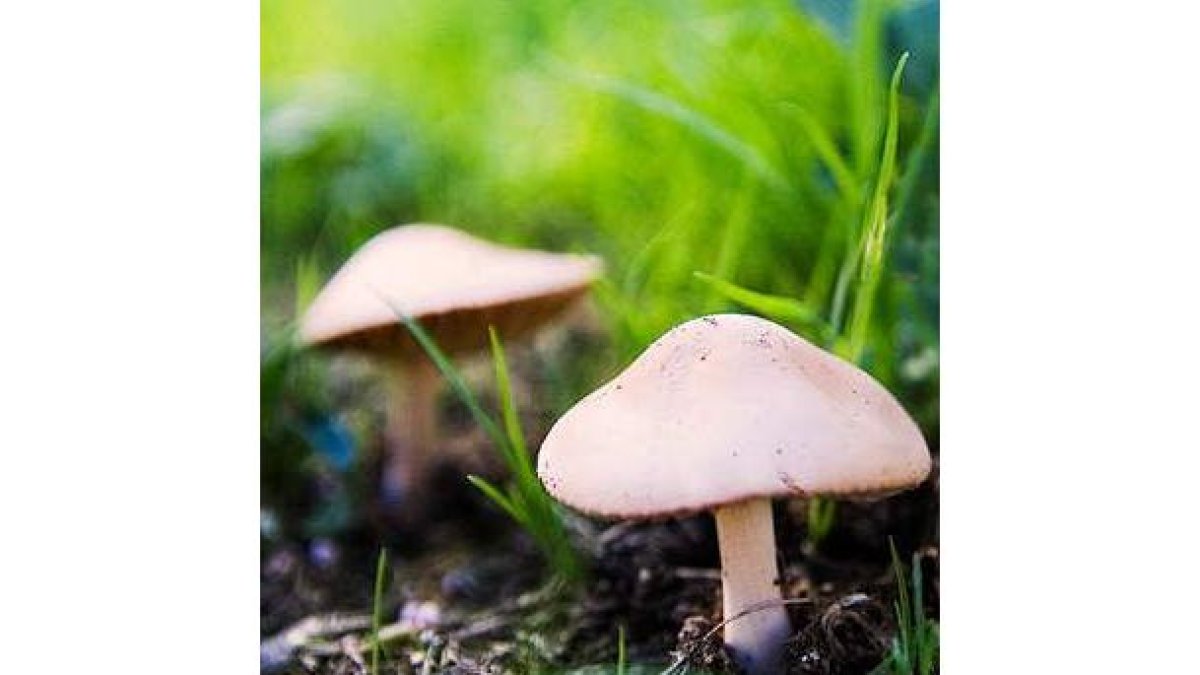 Imagen de la especie de una de las setas.