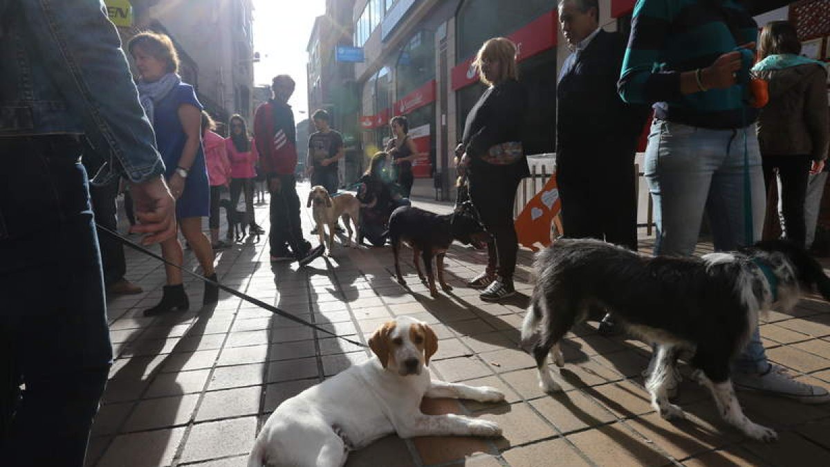 Ponferrada está muy concienciada con todo lo relacionado con los animales de compañía. ANA F. BARREDO