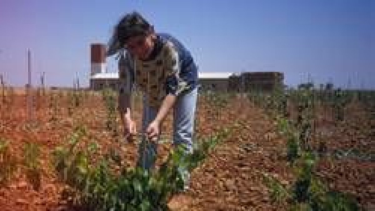 La mata terrestre de prieto picudo se planta en espaldera