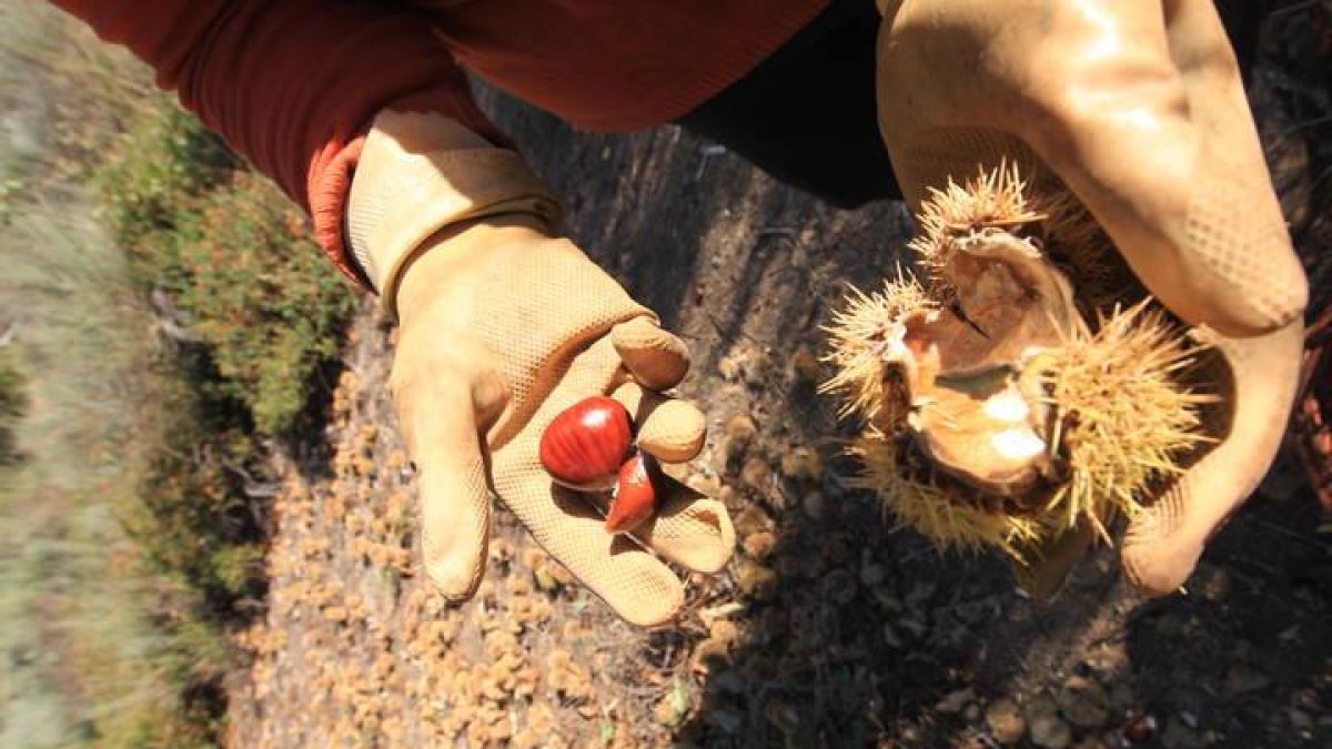 Castañas en la comarca del Bierzo