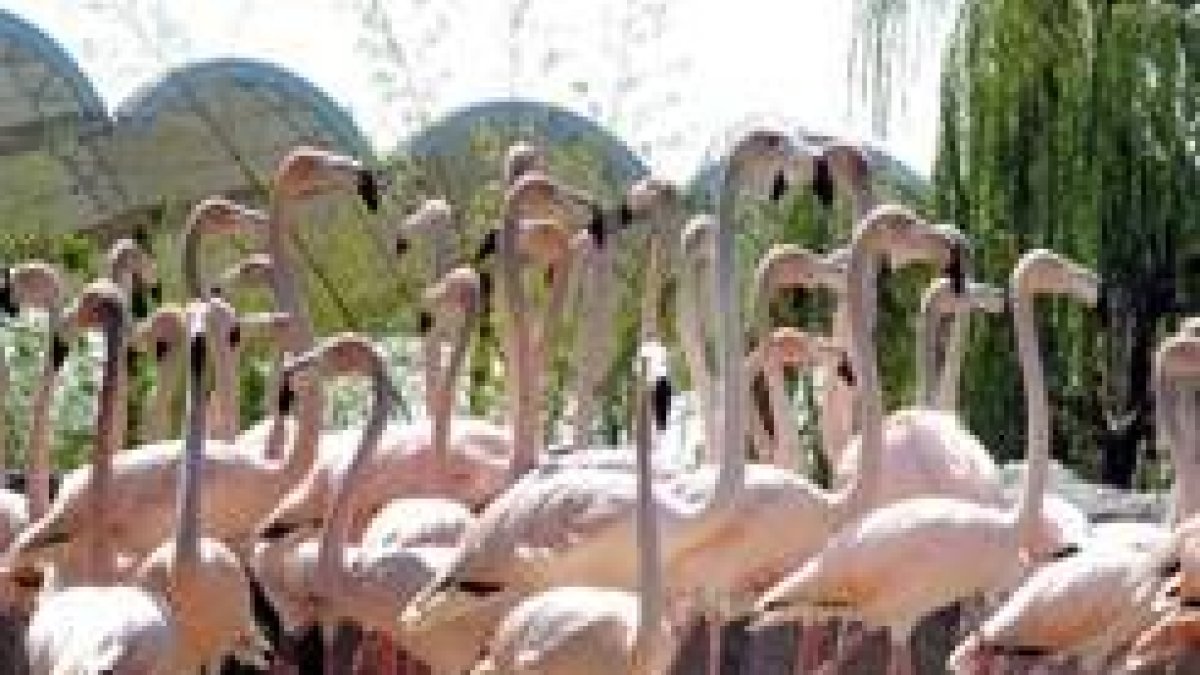 Una colonia de flamencos rojos llegaron a Faunia para descansar en agua dulce
