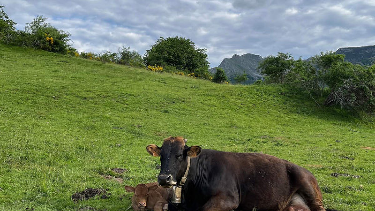 Una vaca y su ternero de corta edad descansan en el pasto. j. casares
