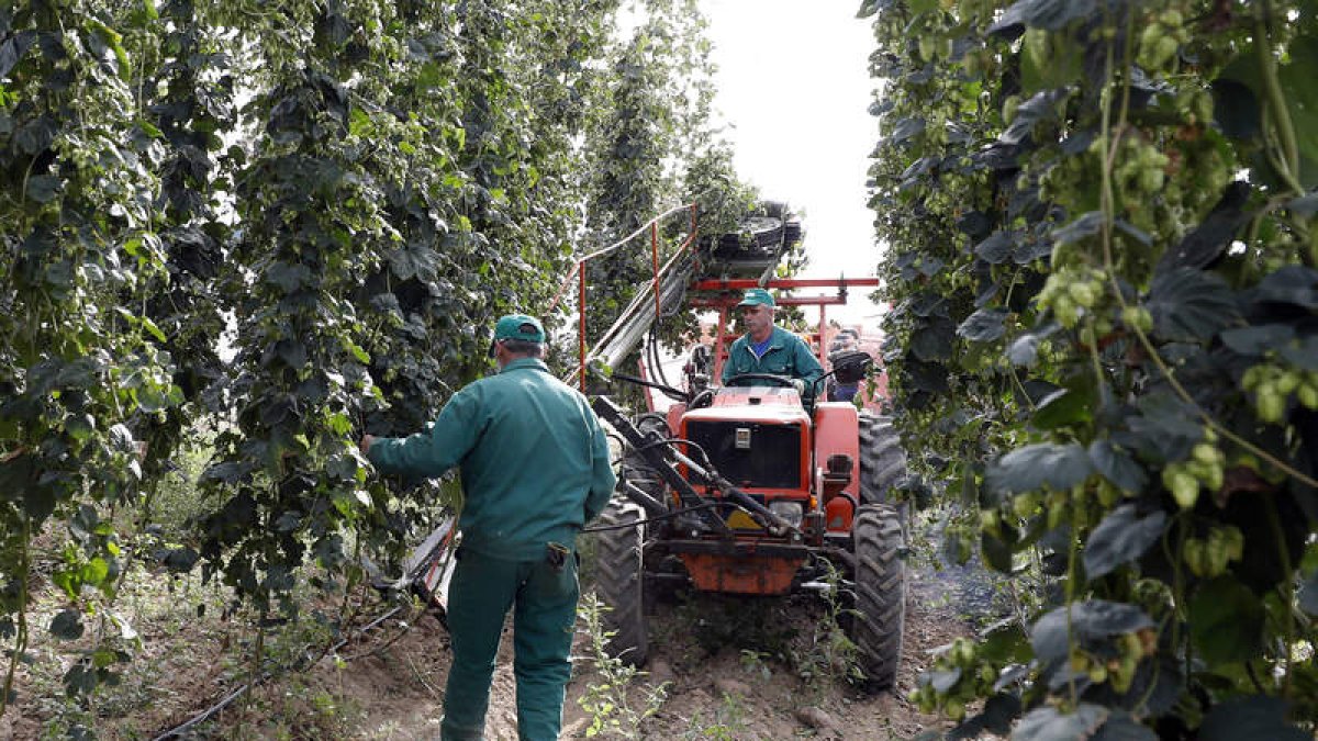 La mayoría de las plantaciones de lúpulo en la provincia se concentran en el Órbigo. MARCIANO PÉREZ