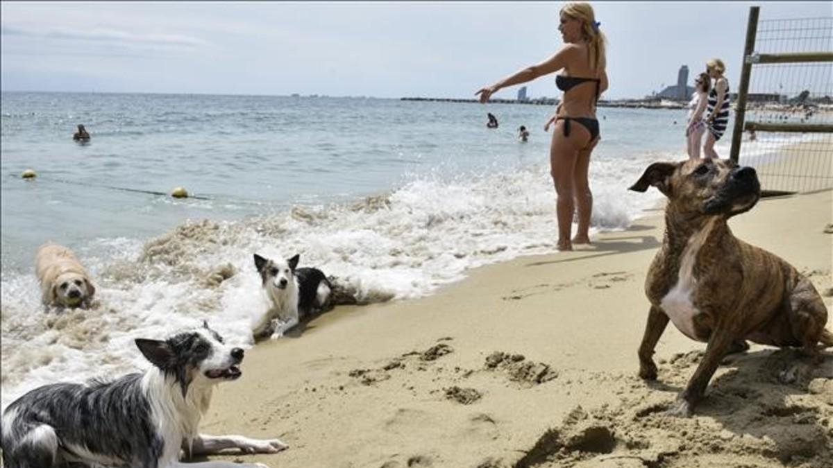 La pequeña zona de la playa de Llevant habilitada para los perros. / ¡