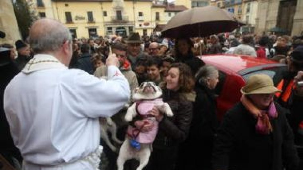 Dos mascotas juegan en los prolegómenos de la bendición tradicional en la plaza de San Marcelo.