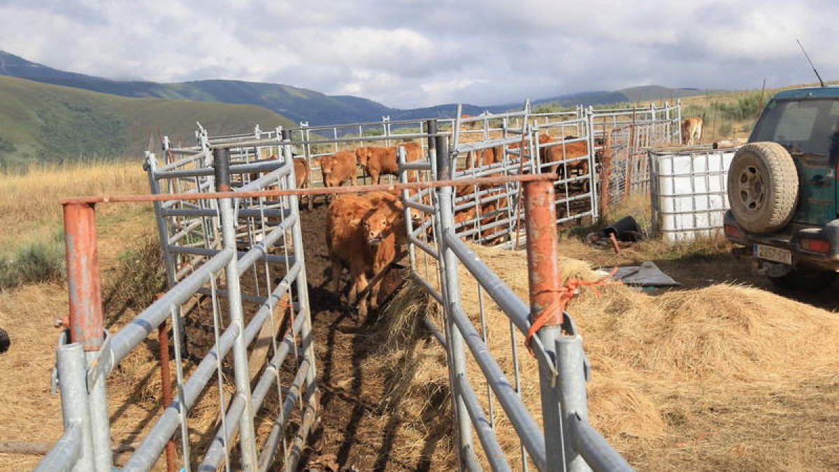 Explotación de vacuno adscrita a la marca de garantía Ternabi en montes de Lamagrande, en el municipio de Balboa