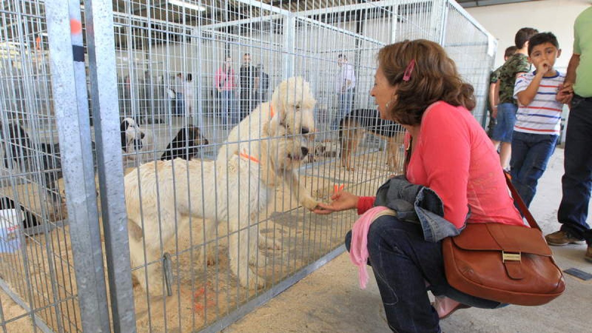 Camponaraya volvió a acoger una nueva edición de la Feria de Perros de Caza.