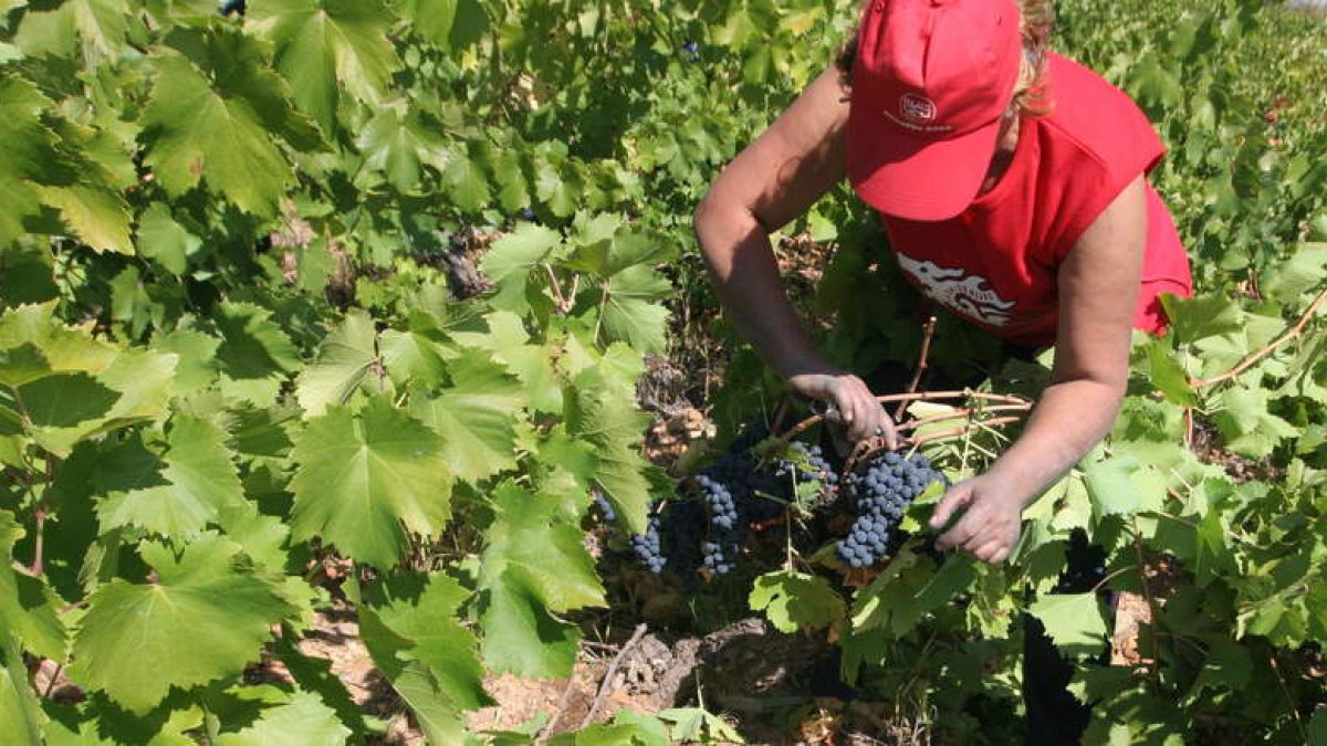 La cosecha de este año en el Bierzo se prevé que sea buena y con unas expectavivas que duplican las del año pasado.