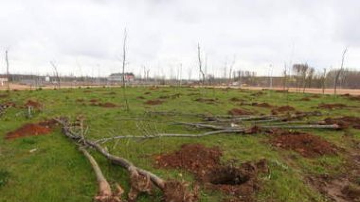 La junta de compensación de La Lastra repone los árboles secos por otros nuevos.