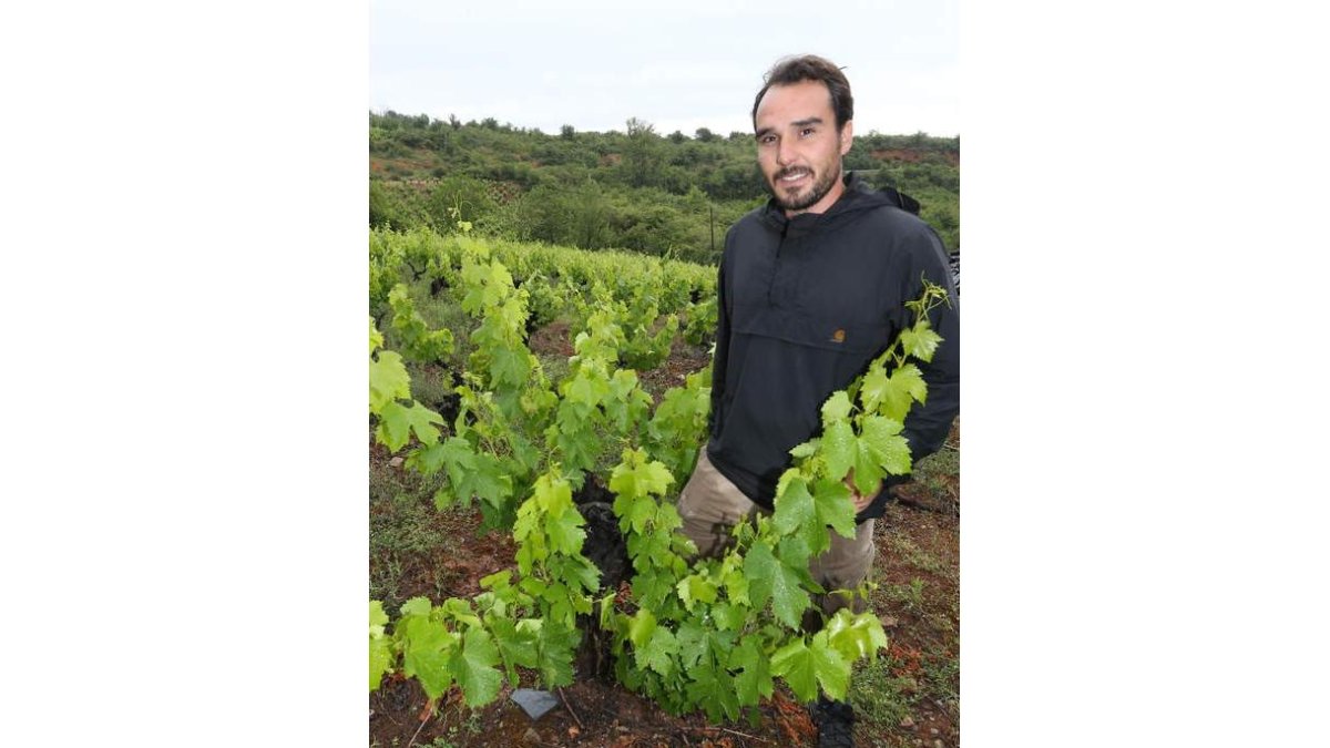 Diego Losada en sus viñedos en las laderas de Santalla (Priaranza del Bierzo).