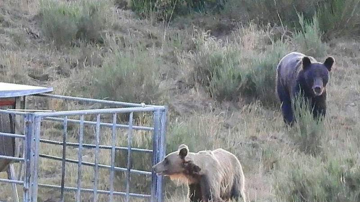 Una pareja de osos pasea tranquilamente por una zona del Villar de Santiago donde un ganadero instaló comederos de pienso para las reses. DL