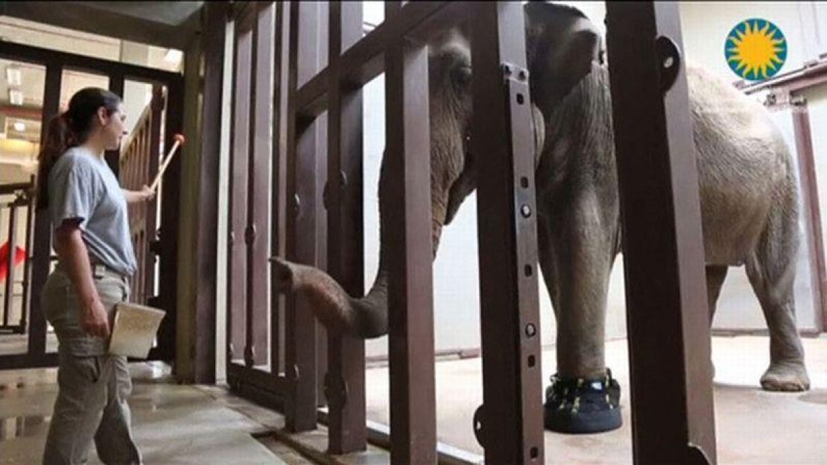 Un veterano elefante del zoo de Washington lleva botas para curar su artrosis en las patas.