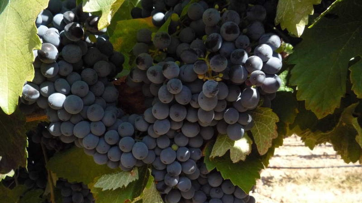 Cascallana tiene seis hectáreas de viñedo propio como base de elaboración.