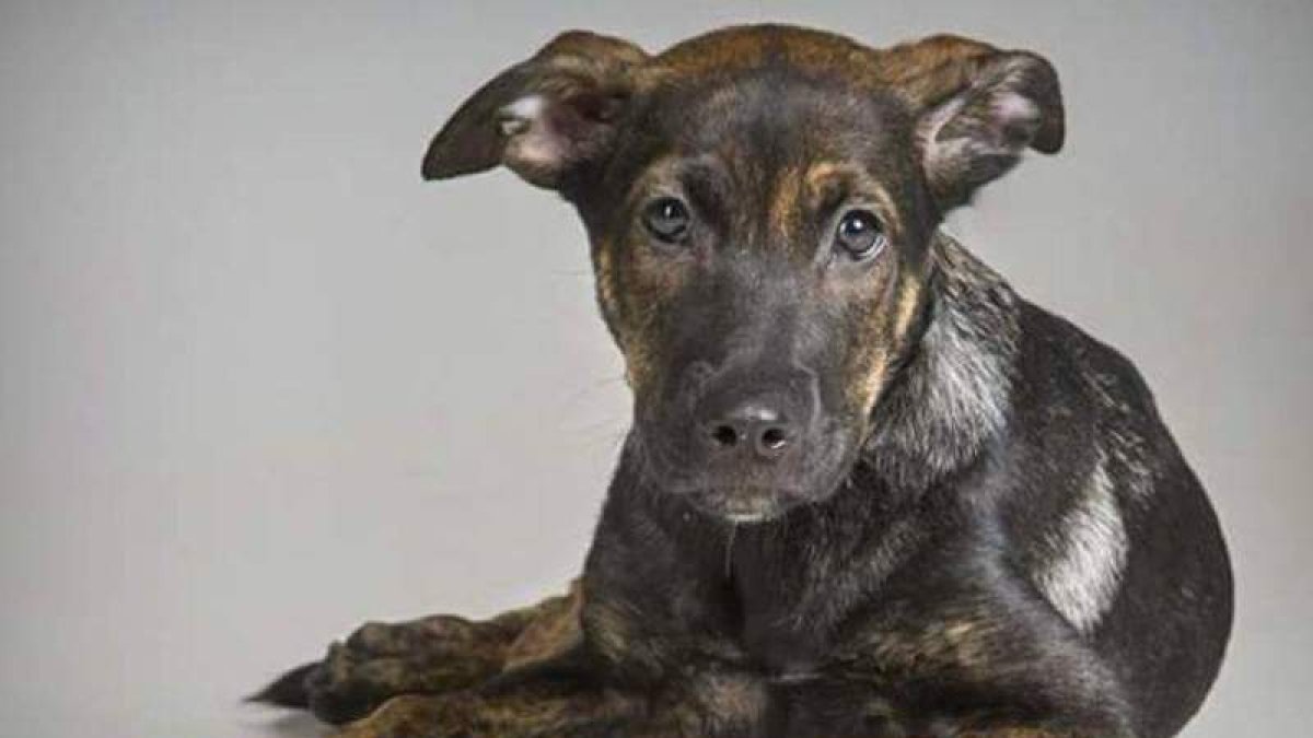 Cooper, el cachorro cuya muerte violenta se juzga hoy. TWITTER