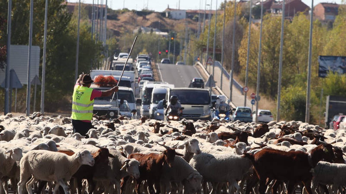 La estampa de las merinas con las bodegas de Oteruelo de fondo mientras el pastor calma el tráfico. RAMIRO